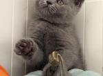 Britney - British Shorthair Kitten For Sale - Brooklyn&comma; NY&comma; US