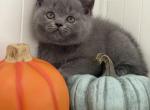 Britney - British Shorthair Kitten For Sale - Brooklyn&comma; NY&comma; US