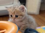 Denis - British Shorthair Kitten For Sale - Brooklyn&comma; NY&comma; US