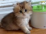 Sam - British Shorthair Kitten For Sale - New York&comma; NY&comma; US