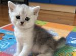 Tom - British Shorthair Kitten For Sale - New York&comma; NY&comma; US