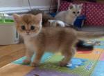 Mario - British Shorthair Kitten For Sale - New York&comma; NY&comma; US