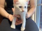 Siamese kittens - Siamese Kitten For Sale - 