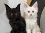 Leo polydactyl MC - Polydactyl Kitten For Sale