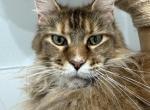 Nikol Tempio di Vesta - Maine Coon Cat For Sale/Retired Breeding - 