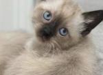 Cute Siamese girl - Siamese Kitten For Sale - Enfield&comma; CT&comma; US