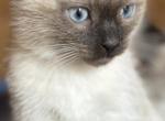 Cute Siamese girl - Siamese Kitten For Sale - Enfield&comma; CT&comma; US