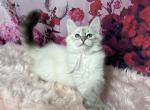 June - Siberian Kitten For Sale - 