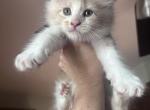 Marinara - Maine Coon Kitten For Sale - Marshall&comma; MO&comma; US