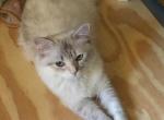 Chanels Babies - Ragdoll Kitten For Sale - Howell&comma; MI&comma; US
