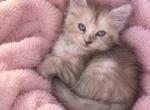 Baby Girl - Maine Coon Kitten For Sale - San Jose&comma; CA&comma; US