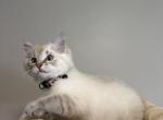 Misho - Siberian Kitten For Sale - Allen Park&comma; MI&comma; US