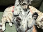 Puma - Bengal Kitten For Adoption - Irvine&comma; CA&comma; US