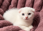 Scottish Fold Male - Scottish Fold Kitten For Sale - Orlando&comma; FL&comma; US