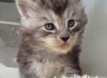 Cinderellas Helpers - Maine Coon Kitten For Sale - Longview&comma; WA&comma; US