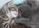 PURFECT  COMPANION - European Shorthair Kitten For Sale - Modesto&comma; CA&comma; US
