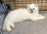 Arwyn - Ragdoll Kitten For Sale - 