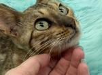 Eevee's Females - Bengal Cat For Sale - Glen Allen&comma; VA&comma; US