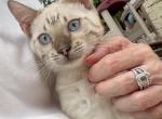 Ocean's Males - Bengal Kitten For Sale - 