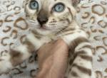 Aria's Snow Litter - Bengal Kitten For Sale - 