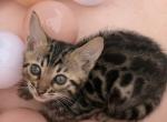 Eevee's youngest litter - Bengal Kitten For Sale - Glen Allen&comma; VA&comma; US