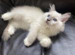 Ragdoll Kitten - Ragdoll Kitten For Sale - San Diego&comma; CA&comma; US