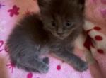 Odin - Maine Coon Kitten For Sale - Minden&comma; NV&comma; US