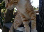 Conan - Domestic Kitten For Adoption - Hanford&comma; CA&comma; US