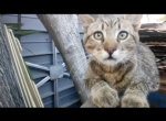 Junior - Domestic Kitten For Sale - 