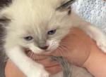 Uno - Ragdoll Kitten For Sale - Milford Charter Township&comma; MI&comma; US