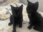 Ashes Baby Boys - Domestic Kitten For Sale - Hamden&comma; CT&comma; US