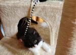 The Floof - Domestic Kitten For Sale - Scottsburg&comma; OR&comma; US