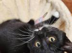 Mini Kitten - Domestic Kitten For Sale - 