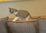 Sweet baby - Domestic Kitten For Adoption - Everett&comma; WA&comma; US