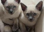 Siamese Lilac point bobtail - Siamese Kitten For Sale - Hinckley&comma; OH&comma; US