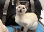 Oriental Siamese Lilac Point - Oriental Kitten For Sale - Hinckley&comma; OH&comma; US