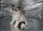 Bella - Ragdoll Kitten For Sale - Lebanon&comma; PA&comma; US