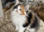 September Kitties AVAILABLE TODAY - Maine Coon Kitten For Sale - 