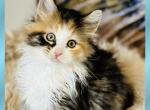 September Kitten Polydactyl AVAILABLE - Maine Coon Kitten For Sale - 
