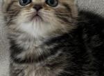 Hazel - Scottish Straight Kitten For Sale - Spartanburg&comma; SC&comma; US