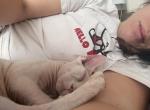 Kiwi - Domestic Kitten For Sale - White Plains&comma; NY&comma; US