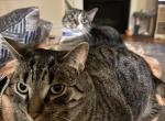 Scabbers and Neville - Domestic Cat For Adoption - Raleigh&comma; NC&comma; US
