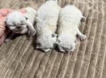 Seal points - Himalayan Kitten For Sale - Charlotte&comma; NC&comma; US