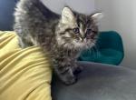 Christy - Scottish Straight Kitten For Sale - Sedalia&comma; MO&comma; US