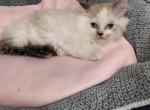 Ragdoll kittens - Ragdoll Kitten For Sale - MI&comma; US