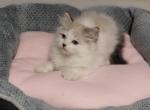 Ragdoll kittens - Ragdoll Kitten For Sale - MI&comma; US