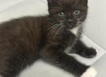 Oreo - Domestic Kitten For Sale - Philadelphia&comma; PA&comma; US