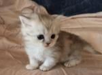 Bouji baby - Minuet Kitten For Sale - New Hartford&comma; CT&comma; US