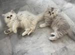 lexi - Persian Kitten For Sale - 