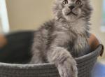 Maine Coon Black smoke male - Maine Coon Kitten For Sale - FL&comma; US